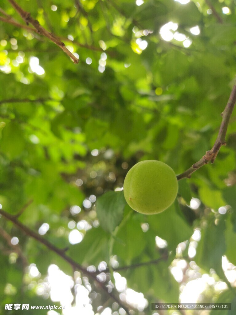 青梅  鲜果 李