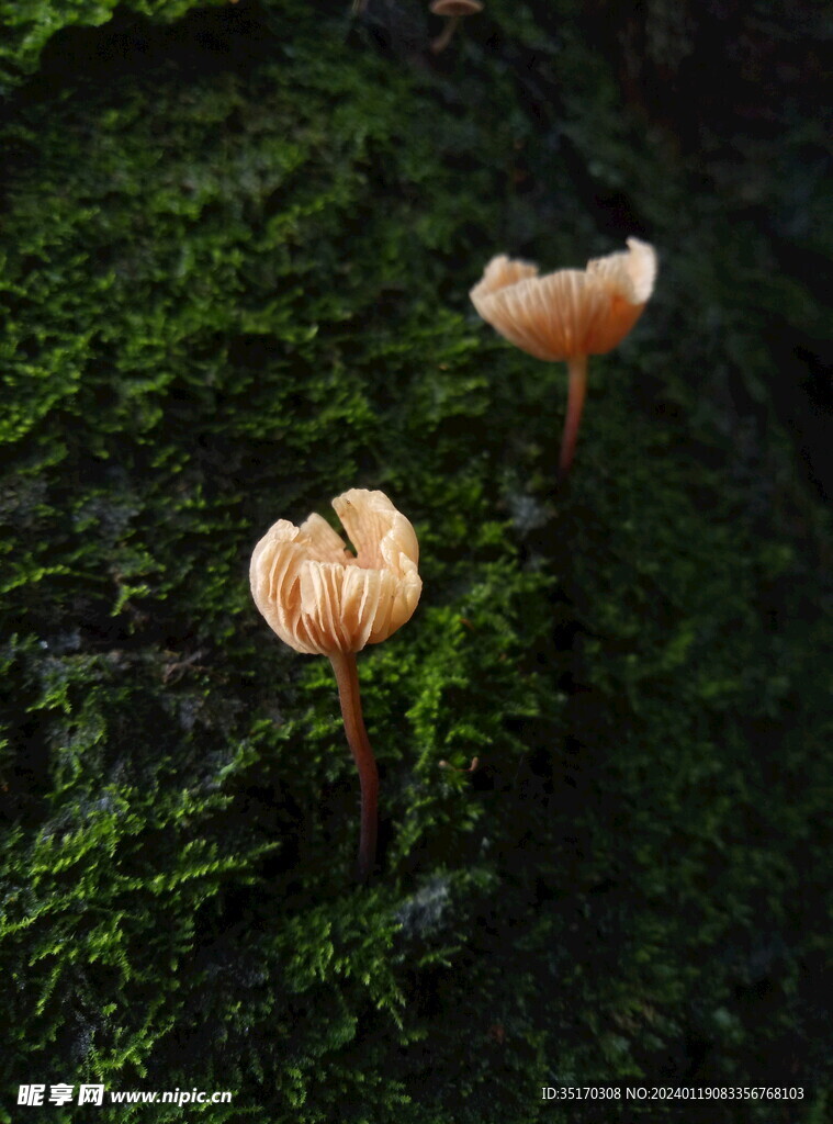 小蘑菇 