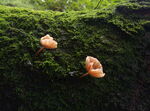 小蘑菇 