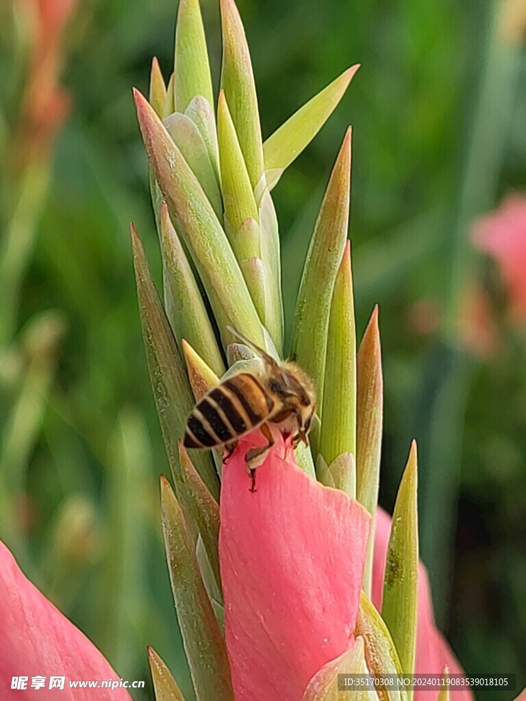 蜜蜂采蜜