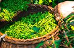  炒茶叶图片