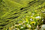  茶山景观图片