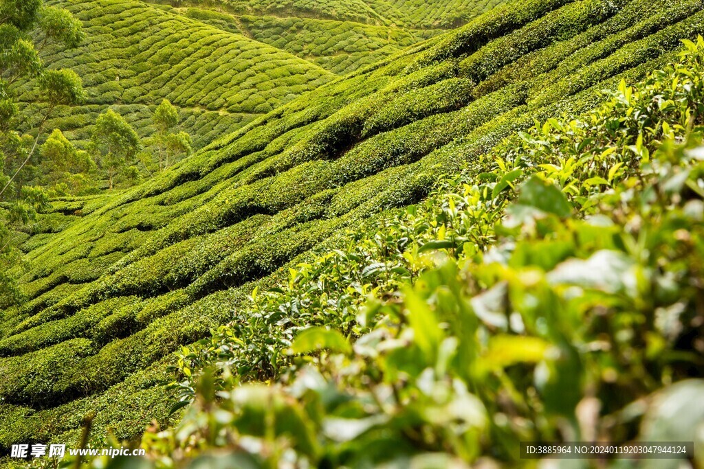  茶山景观图片