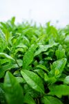 茶山景观图片