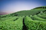 茶山景观图片