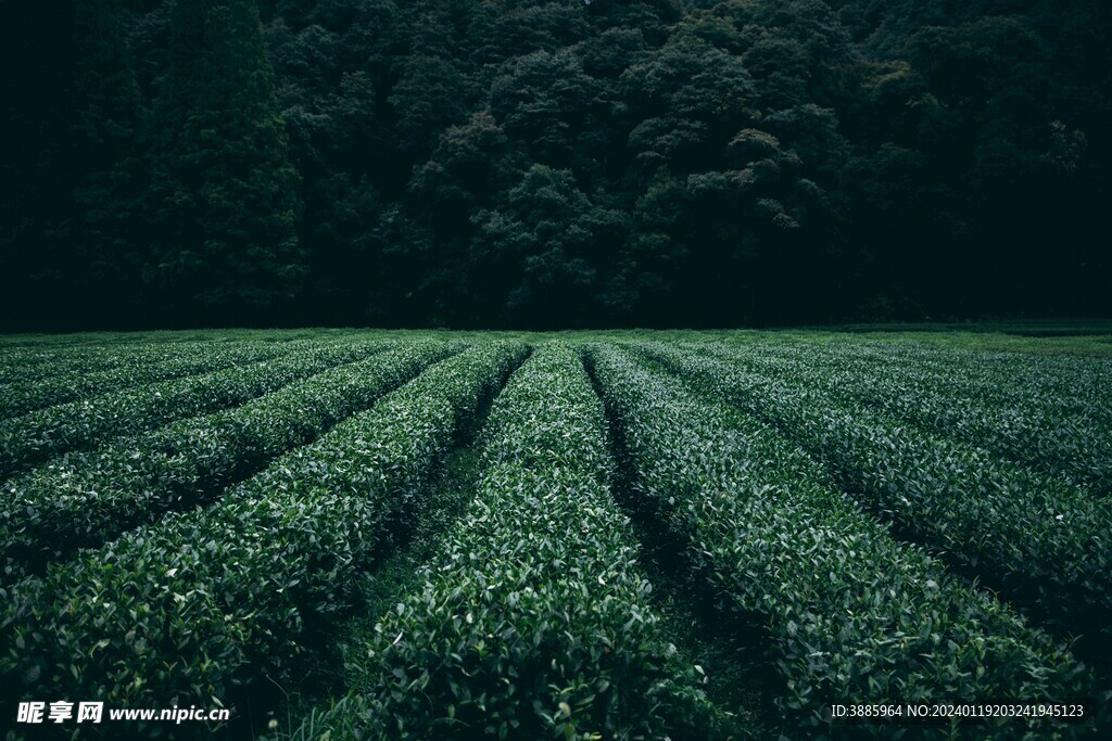 茶山景观图片