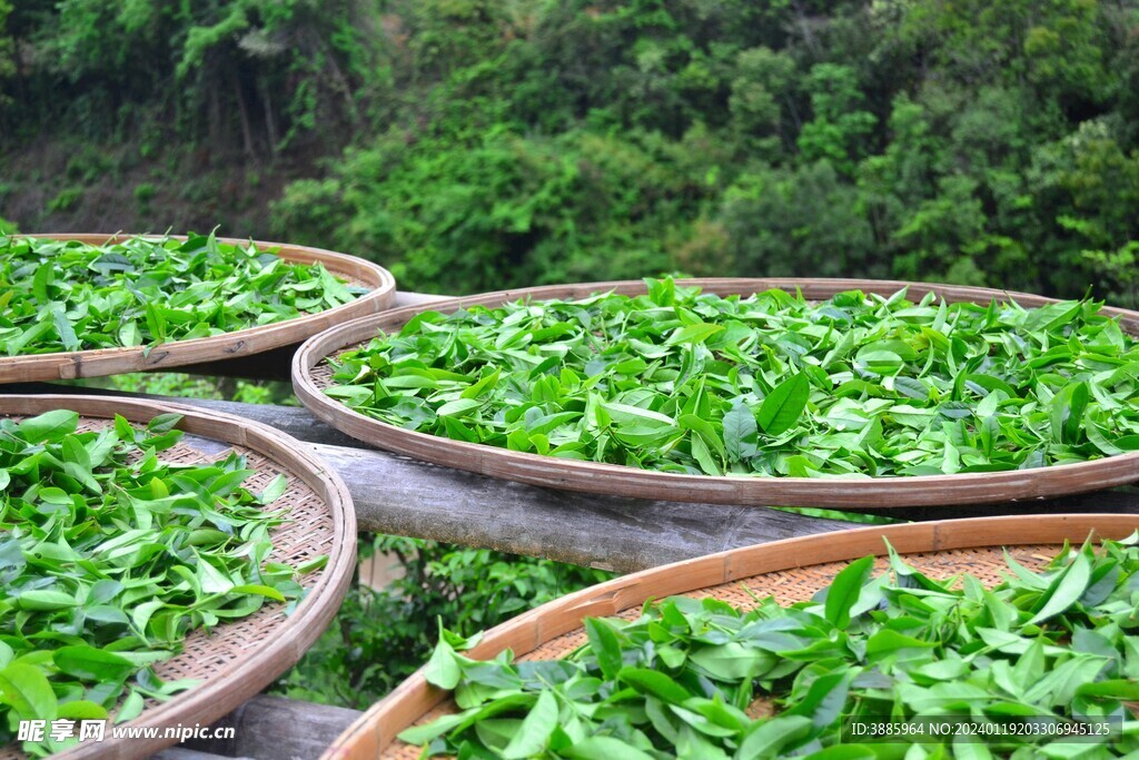  茶山景观图片