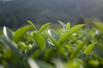  茶山景观图片