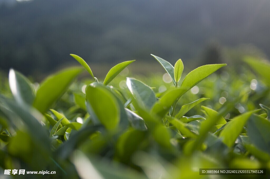  茶山景观图片