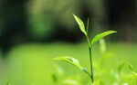 茶山景观图片