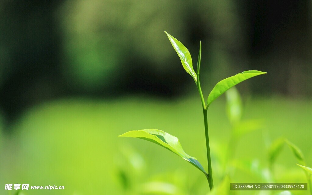 茶山景观图片