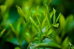 茶山景观图片