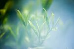 茶山景观图片