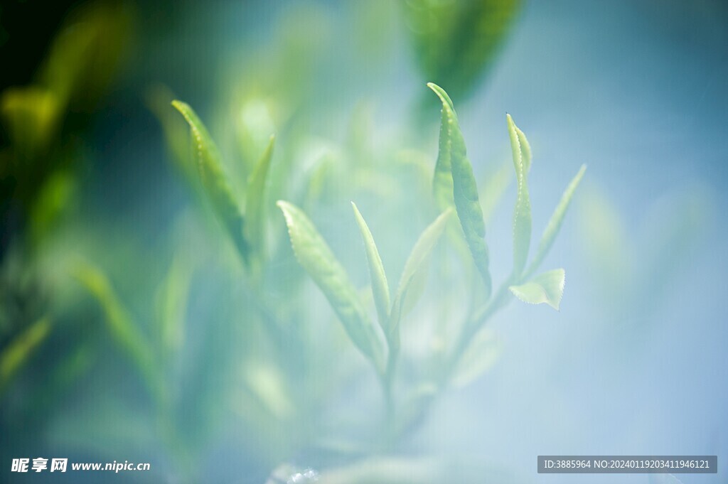 茶山景观图片