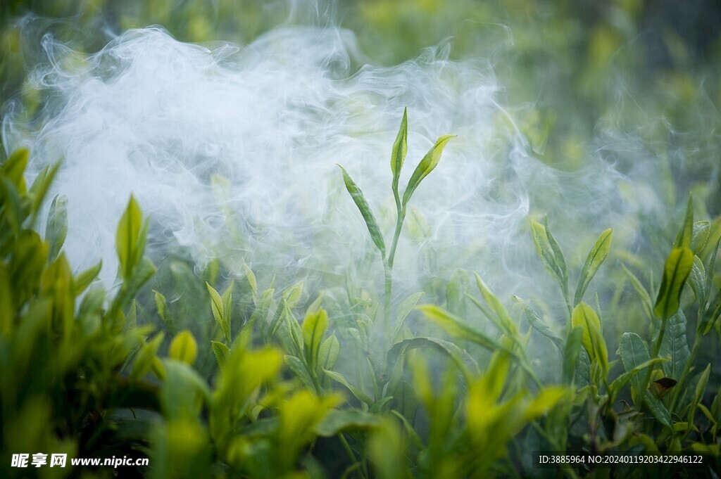 茶山景观图片