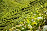茶山图片