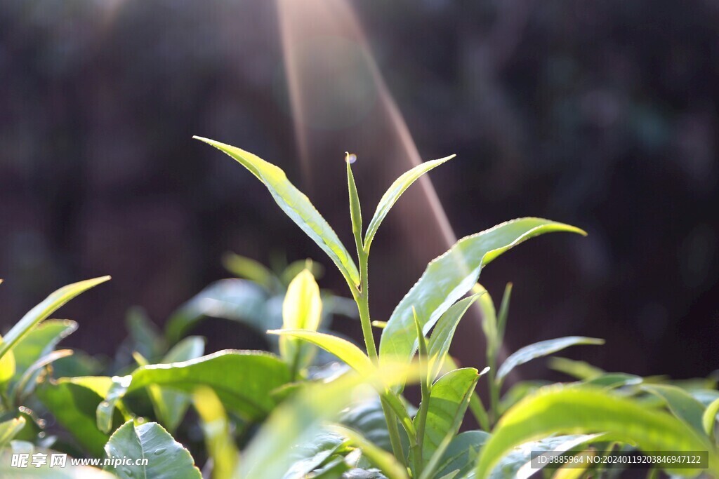 茶山图片