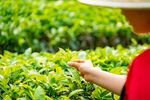 茶山图片