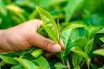 茶山图片