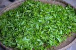 茶山图片