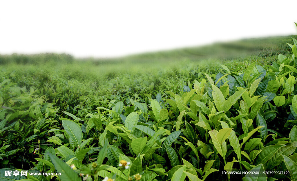 茶山图片