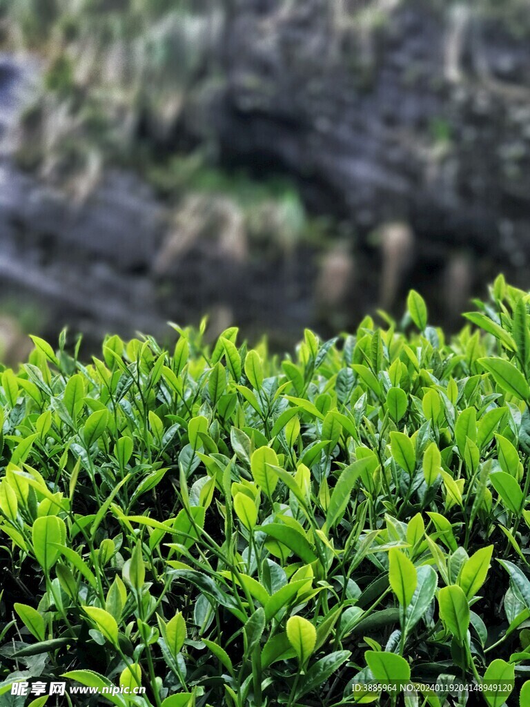 茶山景观图片