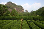 茶山景观图片