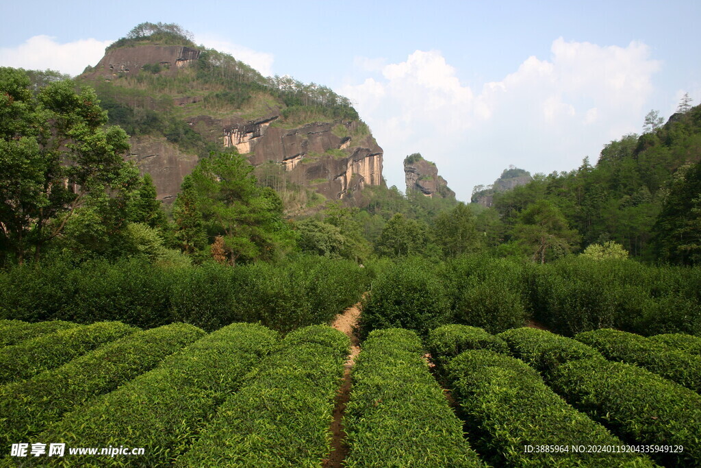 茶山景观图片