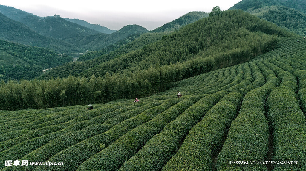 茶山景观图片