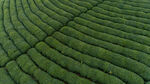 茶山图片