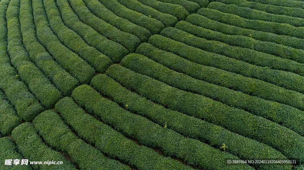 茶山图片