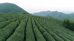 茶山图片