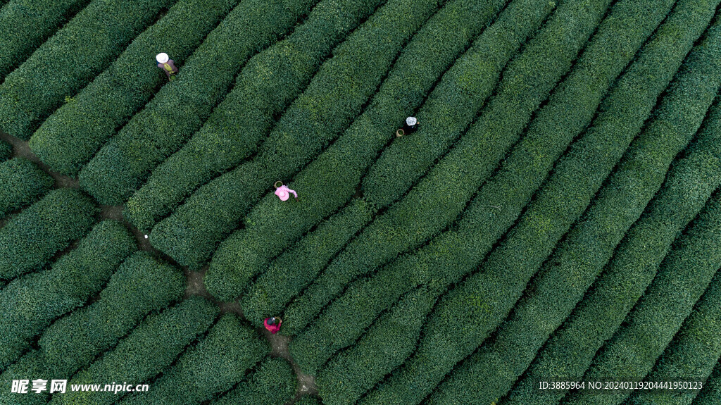 茶山图片