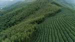 茶山图片