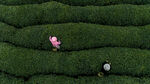 茶山图片