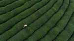 茶山图片