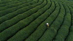 茶山图片