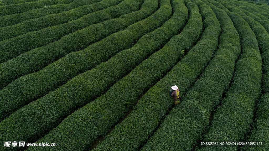 茶山图片