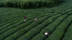 茶山图片