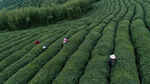 茶山图片