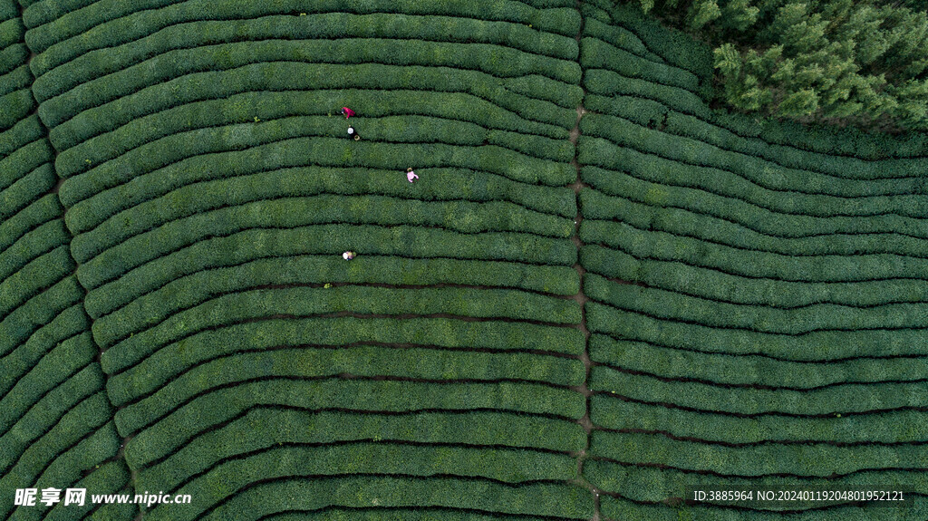 茶山图片