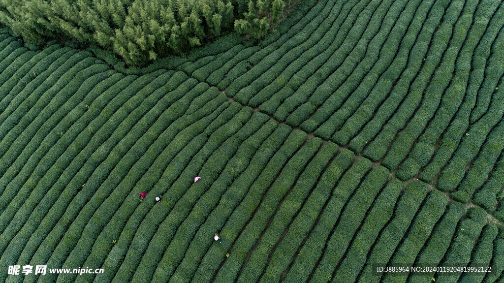 茶山图片