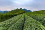 茶山图片