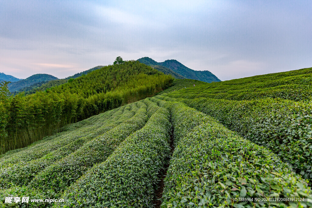 茶山图片