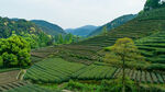 茶山图片