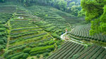 茶山图片
