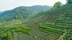 茶山图片