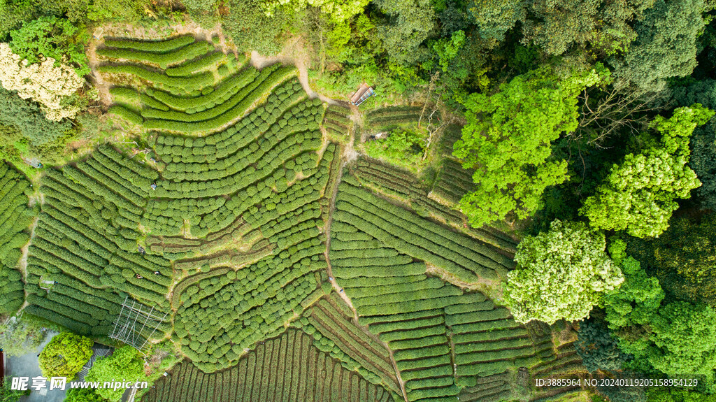 茶山图片