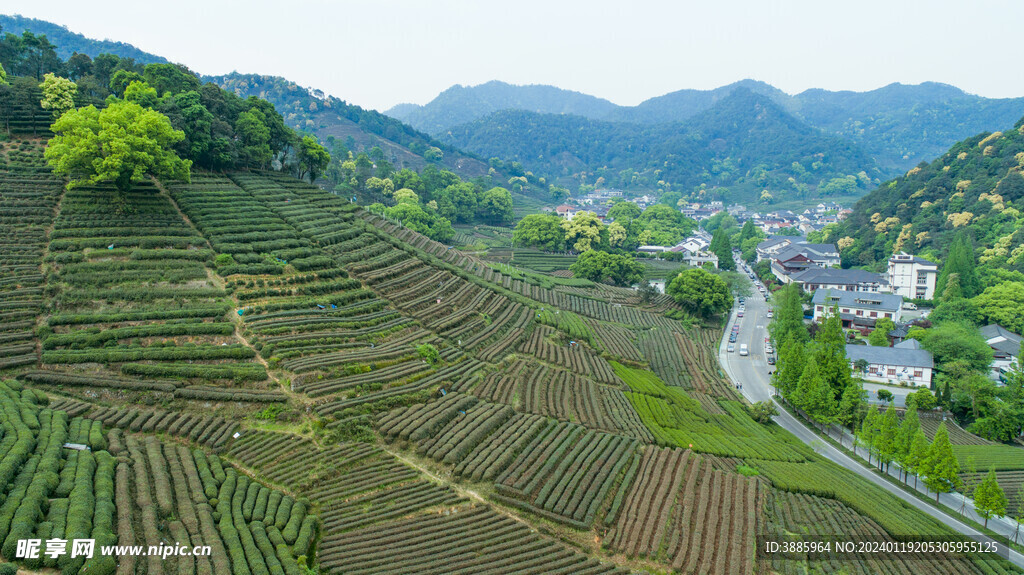 茶山图片