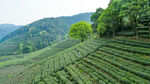 茶山图片